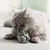 Chat à poils longs allongé au sol, posant ses pattes sur une petite peluche grise en forme de souris.