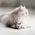 Gatto a pelo lungo grigio sdraiato con una zampa su un topo gioco di peluche grigio chiaro, su pavimento chiaro. Nessun marchio visibile.