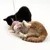Dos gatos juegan con un juguete morado en una cuerda. Se ven un gato negro y un gato naranja y blanco.