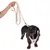 Hund mit beige Hundegeschirr und passender Leine. Geschirr und Leine mit sichtbarem Logo 'Curli'.