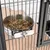 Gamelle en métal avec mélange de graines, fixée à une grille de cage. Convient pour nourrir les petits animaux ou les oiseaux.