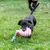 Petit chien noir portant un jouet en corde bleu et blanc avec motif zigzag rouge dans la gueule, sur une pelouse verte.
