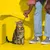 Dreamies Adult Cat Meaty Sticks with Tasty Chicken - 30g