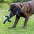 Dog playing with a black bone-shaped toy on a lawn.