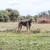 Hond met zwart tuigje buiten op grasveld, tuigje met handvat en reflecterende details zichtbaar.