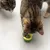 Deux chats tigrés reniflent un jouet vert et jaune en forme d’avocat posé au sol, contenant une boule d’herbe à chat visible au centre.