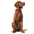 Cane con collare rosso decorato con simboli a croce bianchi. Il prodotto mostra il design e la vestibilità del collare.