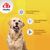 8in1 Vitality Comprimés multivitaminés Adulte
