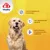 8in1 Vitality Comprimés multivitaminés Adulte