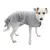 Dog wearing grey terry coat with logo print on the side. Product for drying or warmth for dogs.