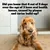 Text states 4 out of 5 dogs over age 3 have oral health issues caused by plaque and tartar build-up. Image shows a dog holding a dental chew in its mouth.