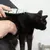 Hand hält eine Bürste mit Kunststoffborsten und kämmt das Fell einer schwarzen Katze. Demonstration der Anwendung eines Pflegeprodukts für Haustiere.