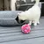 Grått kattgömställe med dragkedja och rosa-grå leksaksboll på träterrass. Vit katt undersöker gömstället.