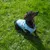Hund mit hellblauer Weste im Gras. Zeigt die Passform und das Design der Weste.