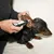 Anwendung einer Ohrpflege-Lösung bei einem Hund. Eine Person hält das Ohr des Hundes und trägt die Flüssigkeit mit einer Tropfflasche auf.