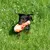 Hond speelt op een grasveld met een groot speelgoed in de vorm van een kippenpoot.