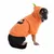 Hundekostume i orange med græskaransigt og grøn hættepynt.
