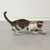 Gato juega con un juguete de pelota colorido sobre suelo gris.