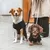 Deux chiens en laisse portant des pulls noirs, assis sur un trottoir à côté d'une personne debout. Les laisses et les vêtements pour chiens sont bien visibles.
