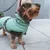 Petit chien portant un manteau vert avec harnais intégré, marque visible: Non-stop dogwear. Manteau en tissu, laisse attachée au harnais.