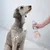 Dog being lathered with a handheld device that produces foam from a liquid.