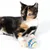 Gato multicolor juega con una pelota de tela colorida. El producto muestra un juguete para gatos.