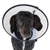 Chien portant une collerette de protection en plastique blanc avec bord noir, vue de face. Collerette percée de trous visibles pour l’aération.
