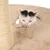 Cat tree with sisal post and beige plush, cat looking through a round opening.