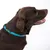 Brauner Hund mit türkisfarbenem Halsband, sichtbar ist ein Logo mit der Aufschrift 'Rogz'.