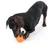 Hund leger med orange legetøj i kettlebell-form. Produktet viser brug af kæledyr.