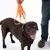 Brauner Hund mit orangefarbener Leine und Halsband, gehalten von einer Person. Produkt zeigt die Verwendung der Leine im Alltag.