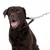 Bruine hond met kettinghalsband en zwarte leren lijn, toont productgebruik voor hondenlijnen.