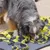 Hund schnüffelt auf einer grauen und gelben Schnüffelmatte mit verschiedenen Stoffstrukturen.