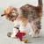 Chaton jouant avec une étoile rouge brillante et deux balles multicolores sur un tapis clair. Jouets visibles : tissu brillant, plastique coloré.