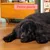 Edgard & Cooper Medium Senior Dog Poulet et saumon sans céréales