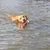 Chien de taille moyenne nageant dans l’eau avec un jouet flottant rouge et jaune en plastique dans la gueule.