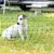 Hund hinter grünem Netz im Garten. Das Netz dient als Begrenzung oder Schutzbarriere.