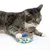 Katze spielt mit einem runden Kratzspielzeug aus Pappe mit buntem geometrischem Muster und einer blauen Kugel in der Mitte.