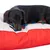 Chien teckel allongé sur un coussin bicolore rouge et blanc avec motifs colorés visibles sur la housse en tissu.