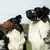 COLORI® Bozal para perro pastor L, negro