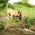 Perro con bozal de cuero caminando en un entorno natural junto al agua.
