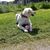 Bobby Hundespielzeug Coquille