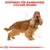 Sortiment für Rassehunde: Cocker Spaniel. Illustration eines Cocker Spaniels mit anatomischen Skizzen.