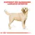 Sortiment für Rassehunde: Labrador Retriever. Illustration eines Labrador Retrievers mit Massangaben.