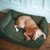 Dog lying in a green, ribbed dog bed with raised edge on wooden floor. Dog lying in a green, ribbed dog bed with raised edge on wooden floor.