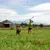 Person throws a ball with a throwing toy while a brown dog runs on a green meadow.