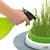 Hand spraying water onto green cat grass in a Catit grass container with a white-green design.