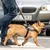 Cane con pettorina Julius-K9 al guinzaglio, condotto da una persona su strisce pedonali in città. Il marchio Julius-K9 è visibile sulla pettorina.