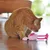 Rote Katze spielt mit rosa Stoffspielzeug in Vogel-Form auf Holzboden.