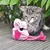 Junge Katze spielt mit einem rosa Plüschspielzeug in Flamingo-Form auf einer Holzterrasse.